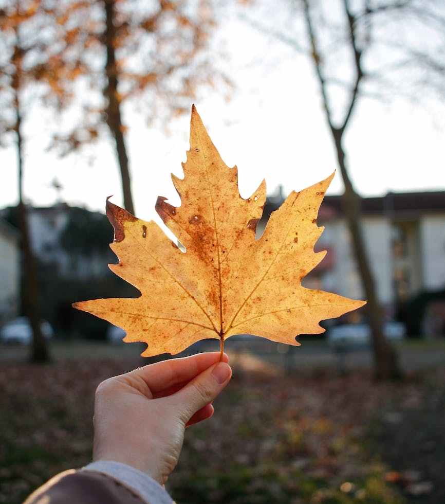 crop person showing dry maple leaf in park