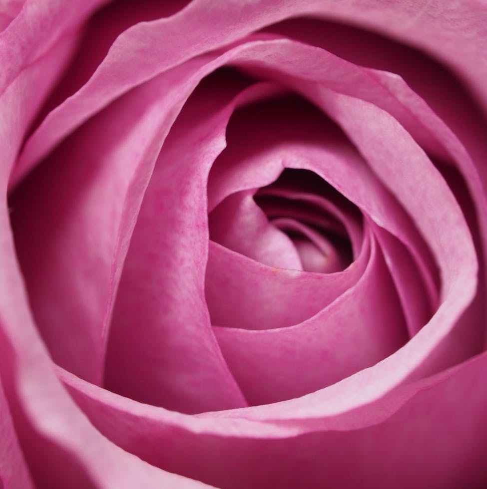 closeup photography of pink rose flower