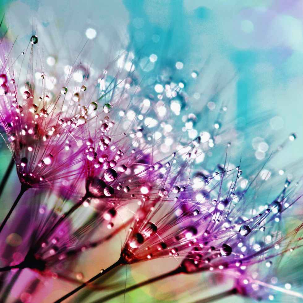 closeup photography of purple silk flowers with dewdrops