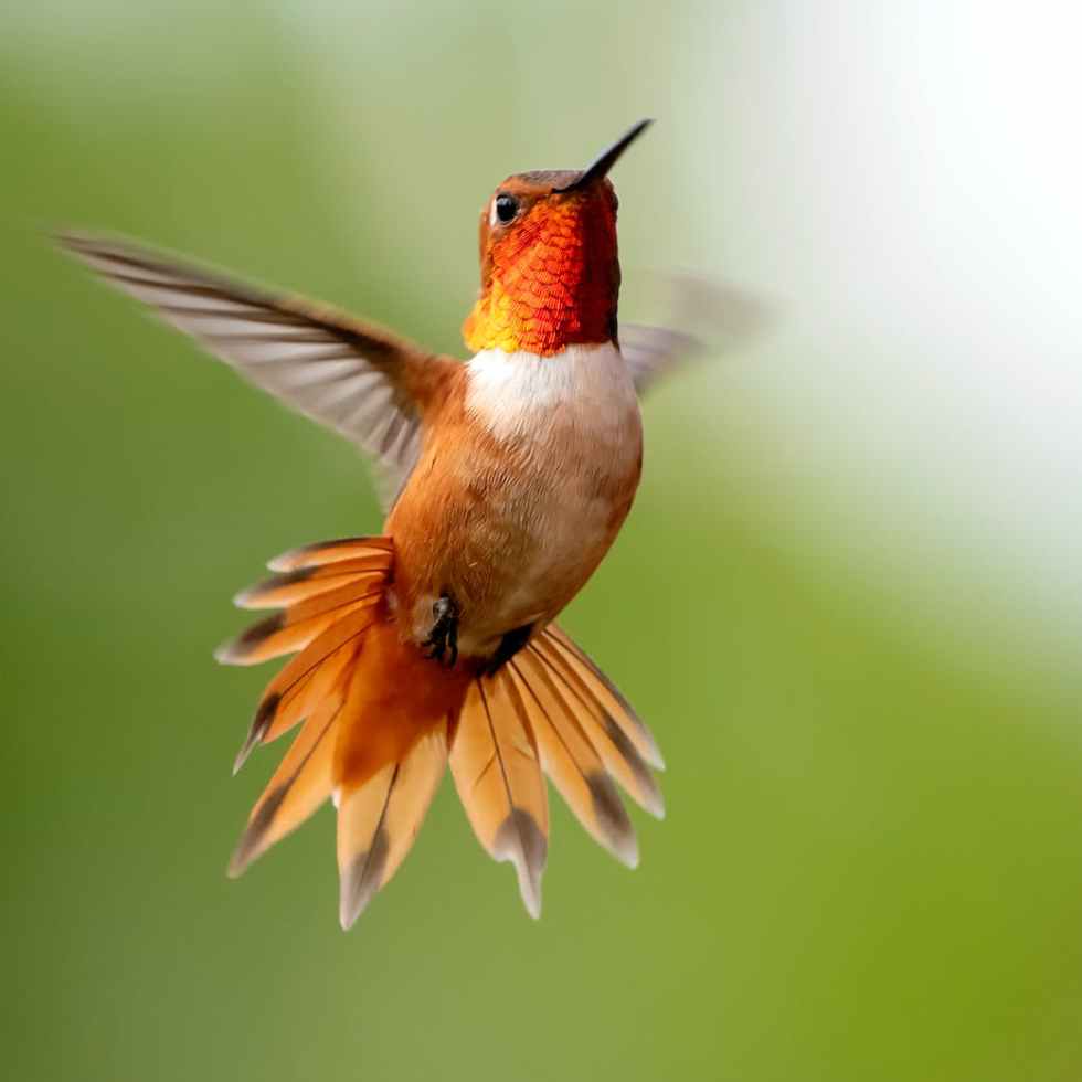 focus photography of flying hummingbird