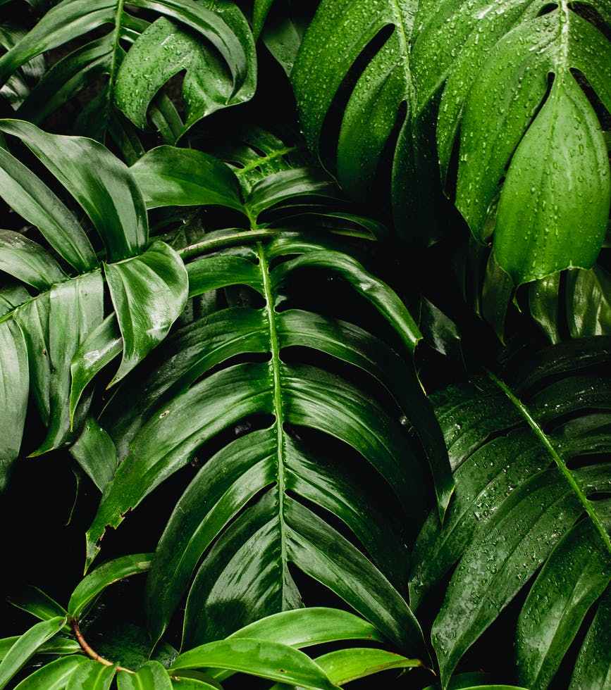 photo of green leaves