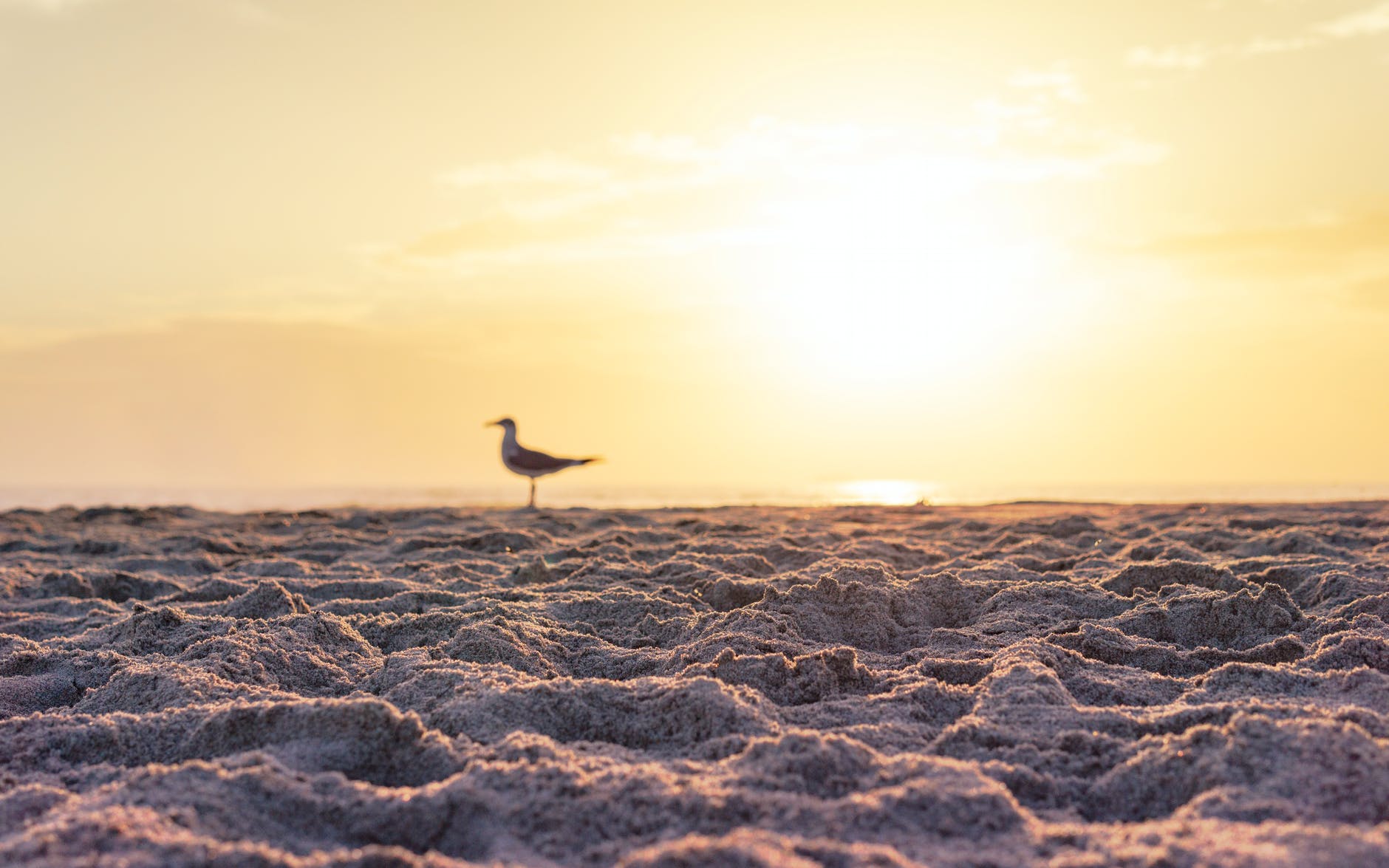 white bird on brown sand during sunset