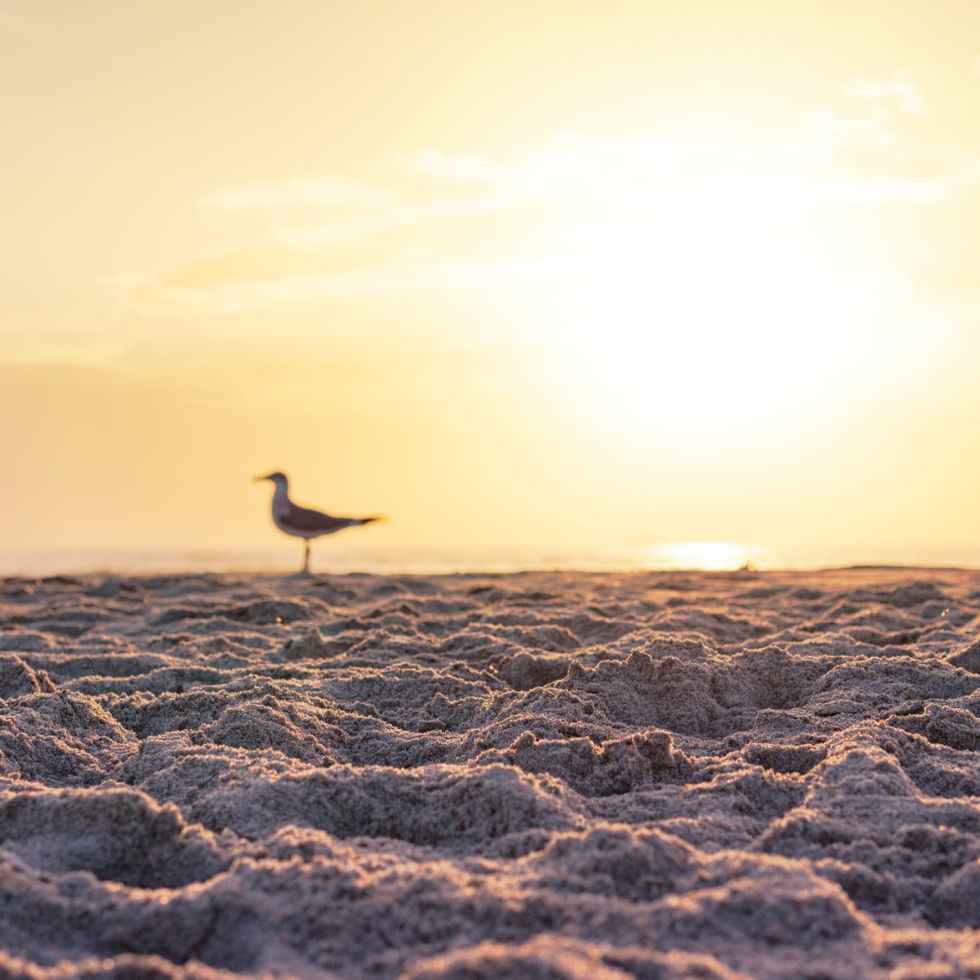white bird on brown sand during sunset