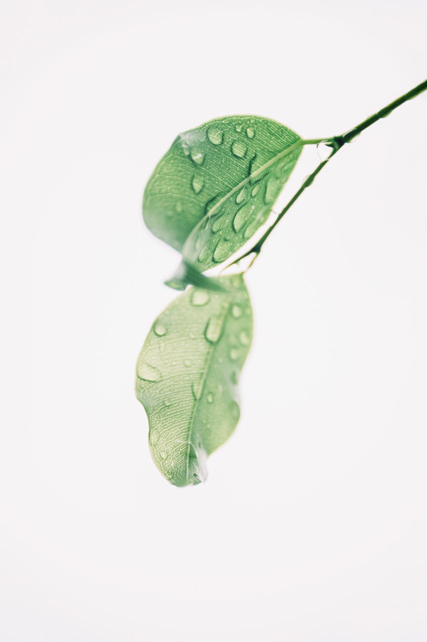 photography of wet green leaves