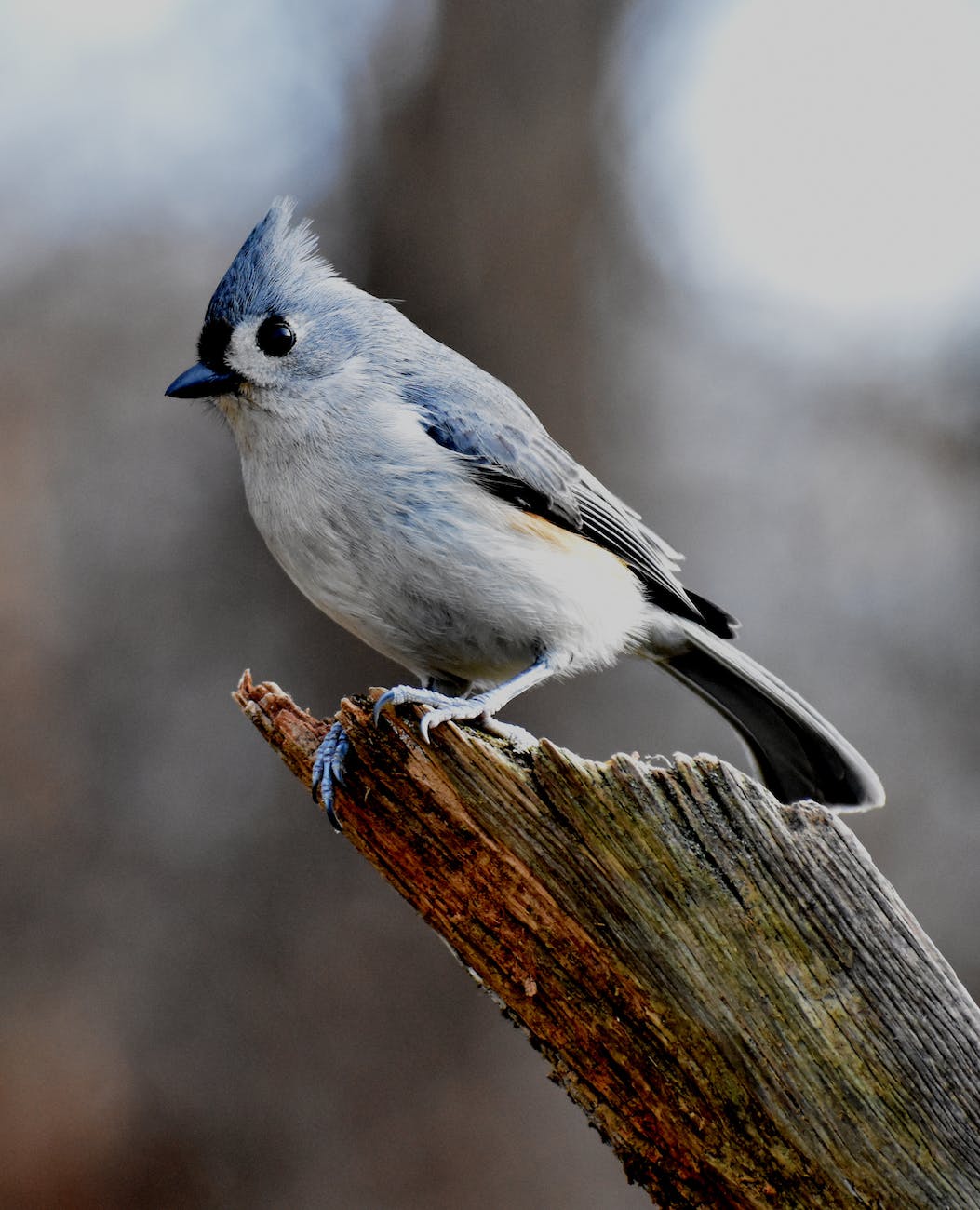 grey bird perched on a tree branch