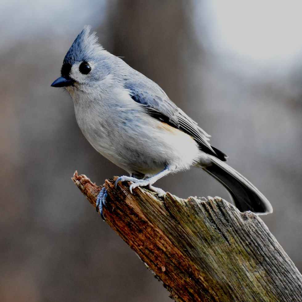 grey bird perched on a tree branch