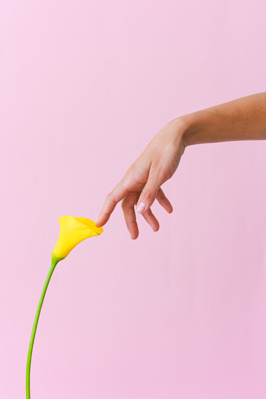 crop unrecognizable woman touching yellow arum lily petals gently