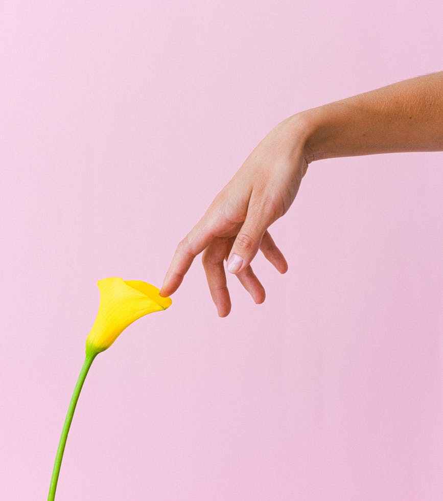 crop unrecognizable woman touching yellow arum lily petals gently