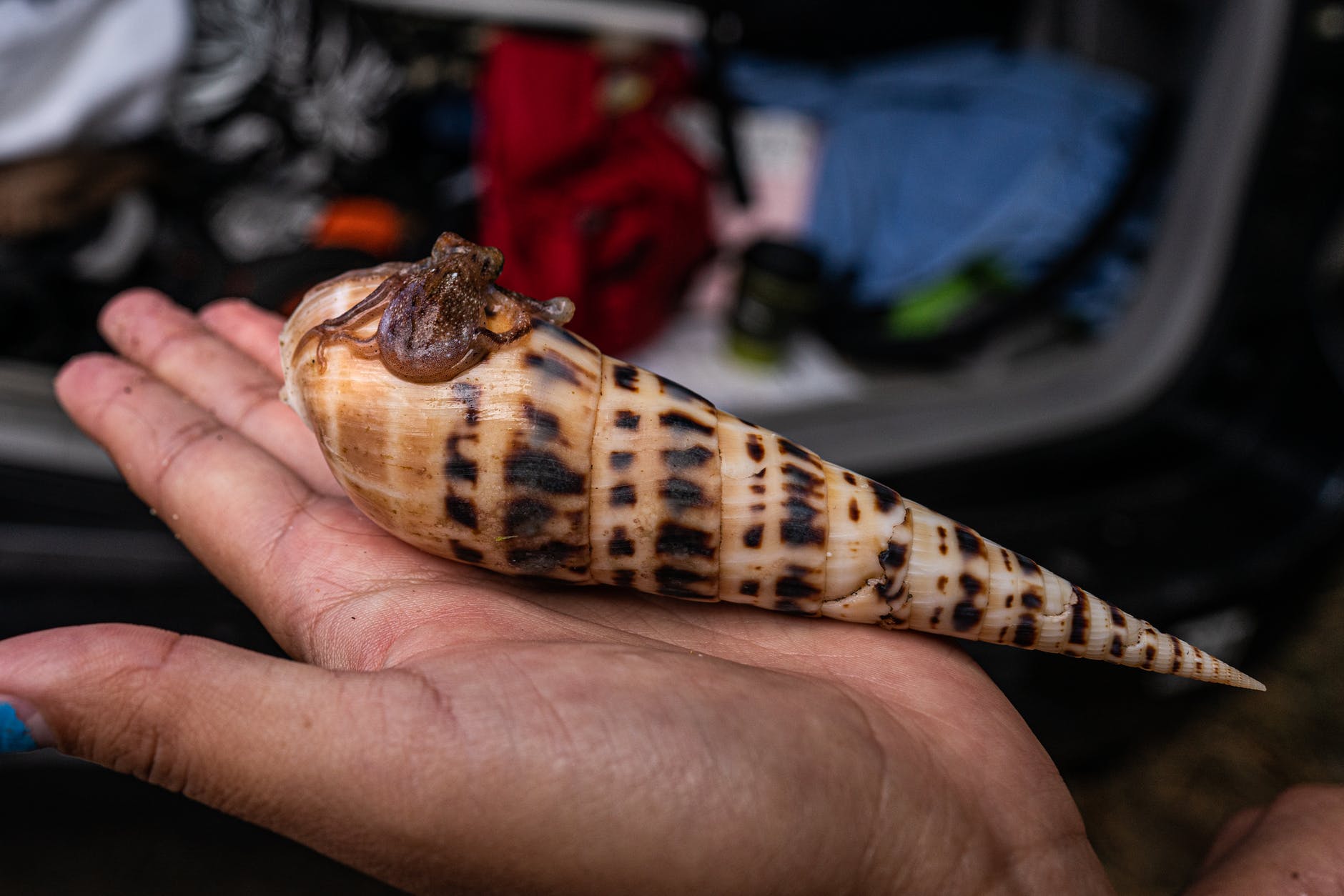 crop female traveler demonstrating terebra mollusk in hand
