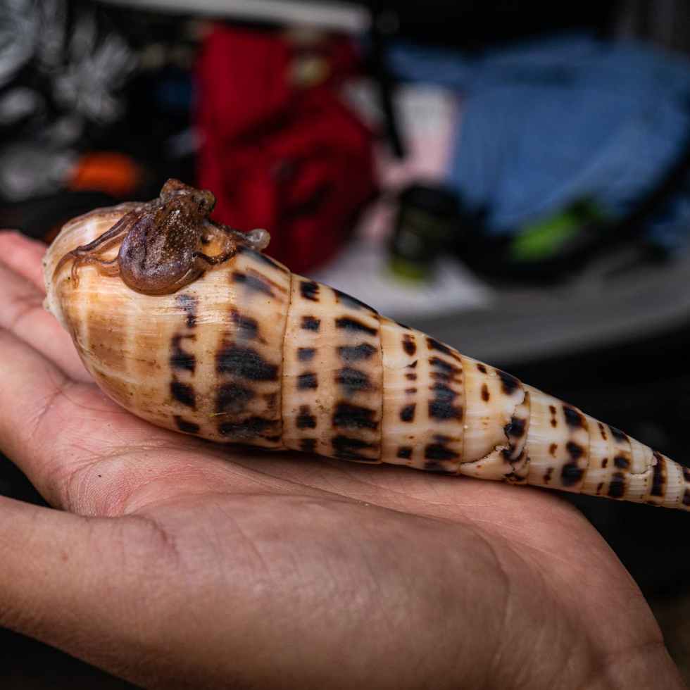 crop female traveler demonstrating terebra mollusk in hand